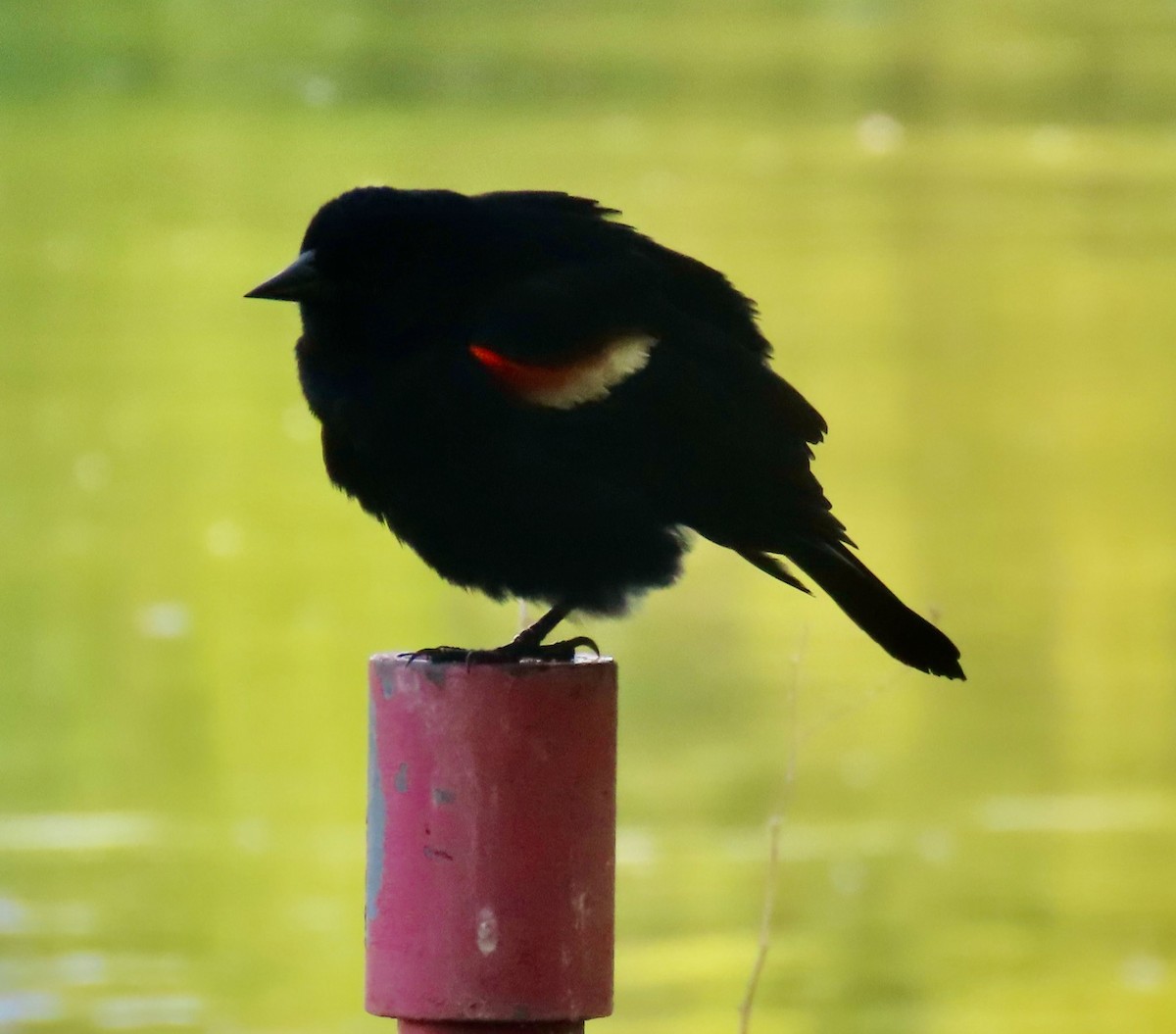 Red-winged Blackbird (Red-winged) - Randy Shonkwiler