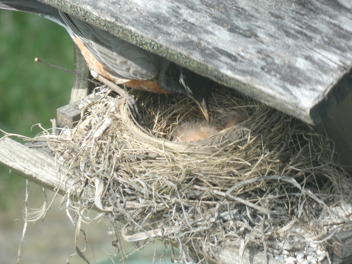 American Robin - ML619863320