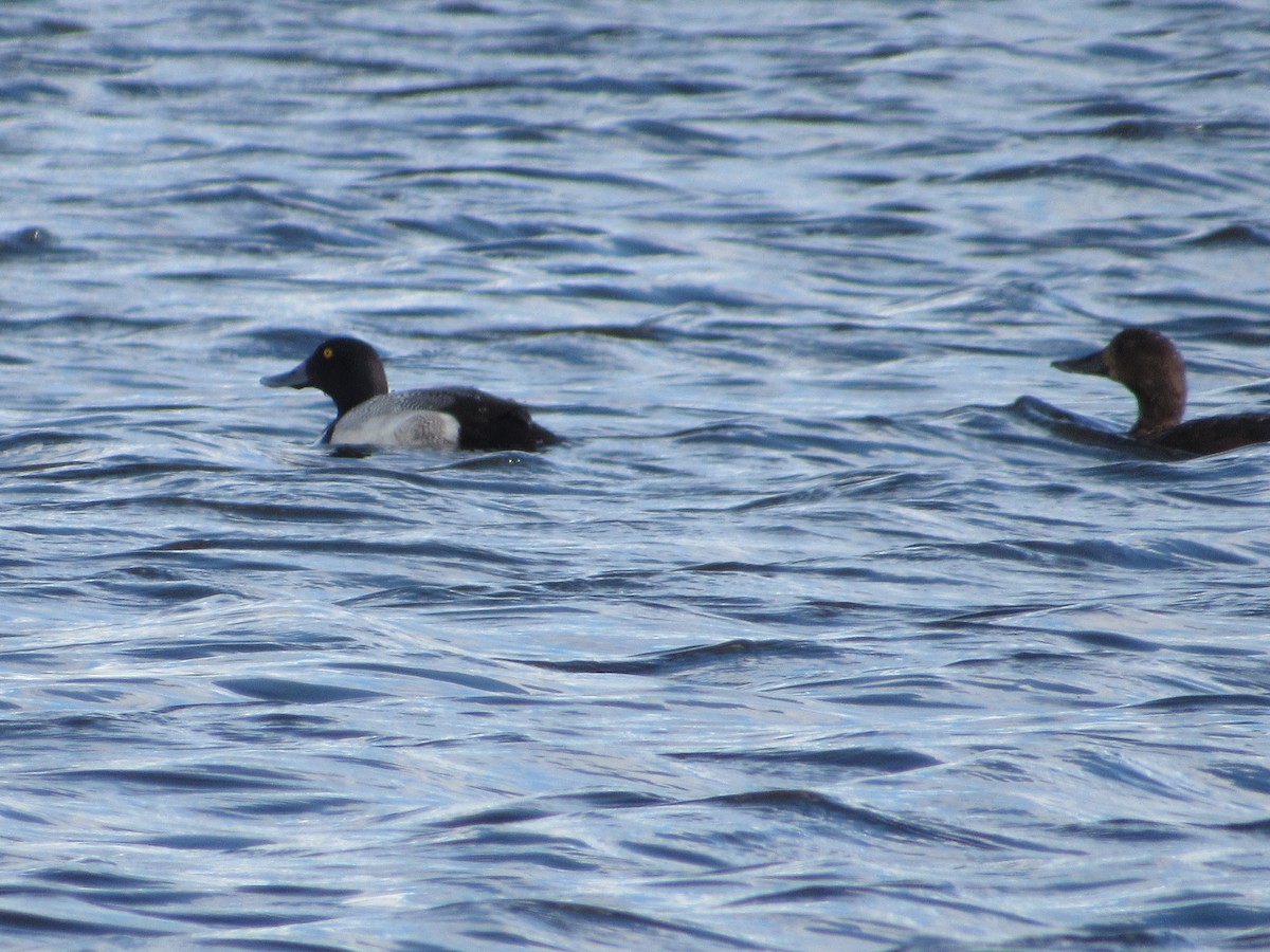 Greater Scaup - ML619863324