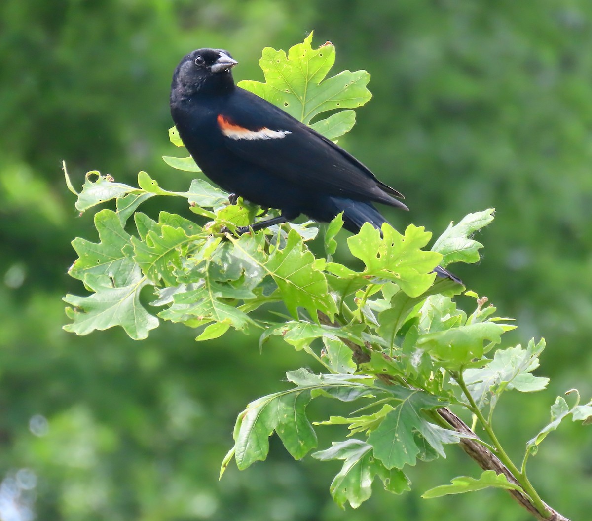 Red-winged Blackbird (Red-winged) - ML619863327