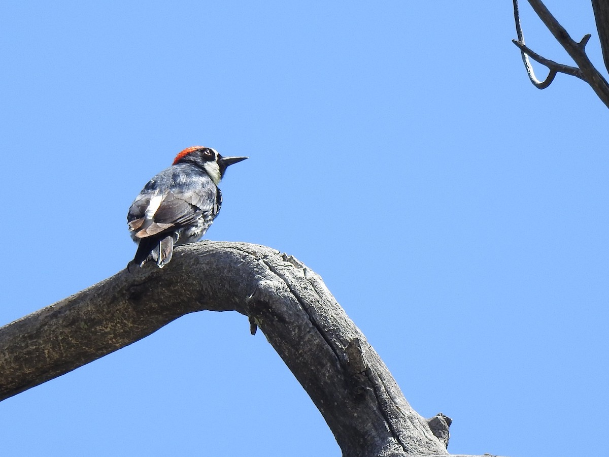 Acorn Woodpecker - ML619863333