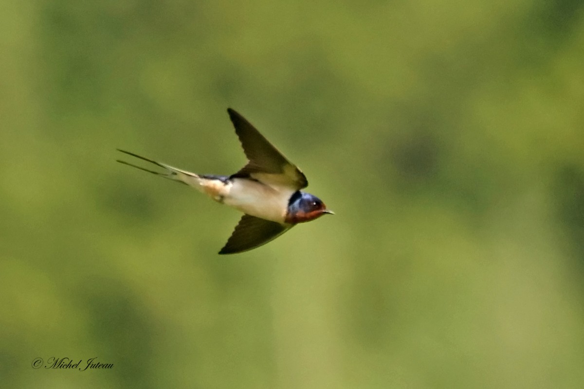 Barn Swallow - ML619863338