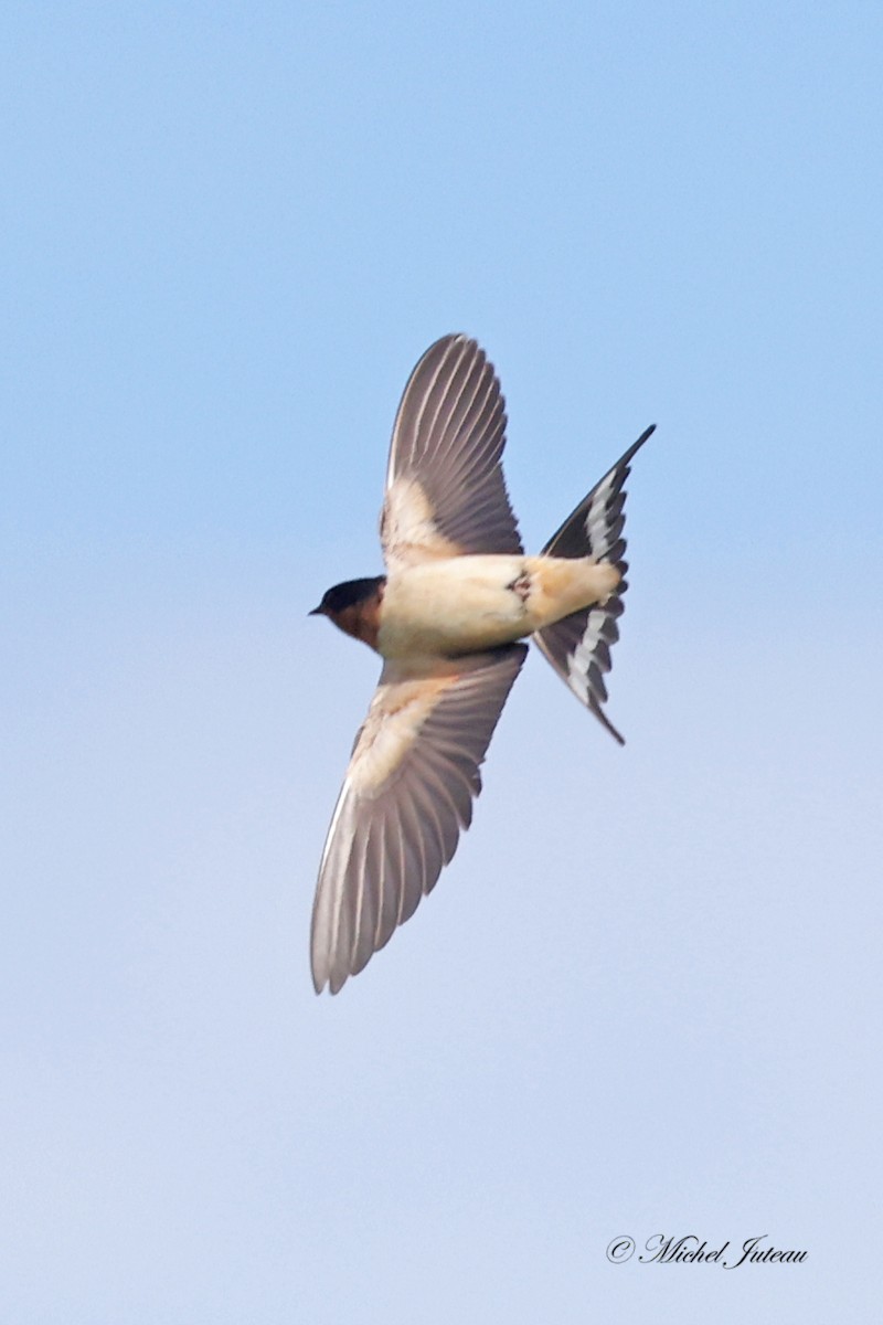 Barn Swallow - ML619863339