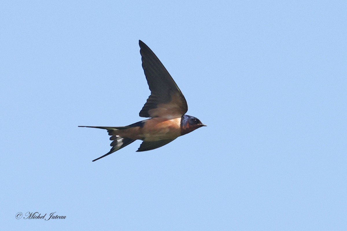 Barn Swallow - ML619863340