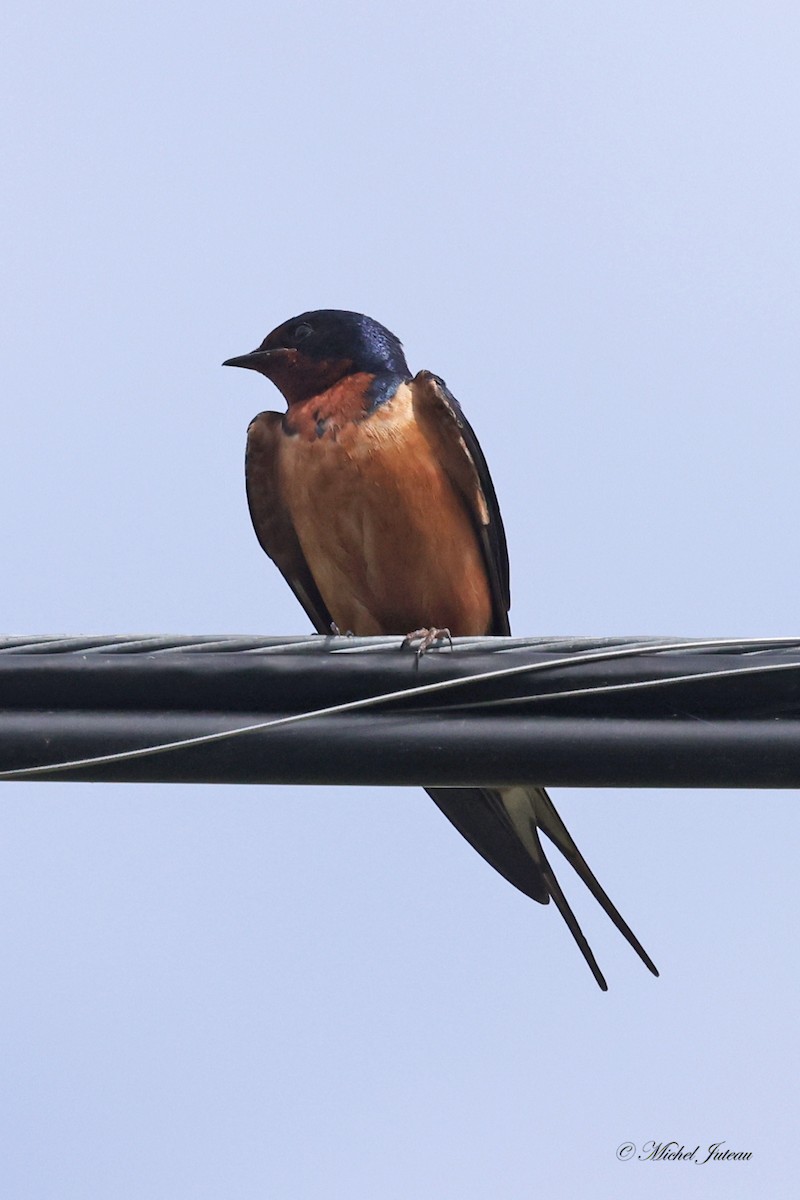 Barn Swallow - ML619863341