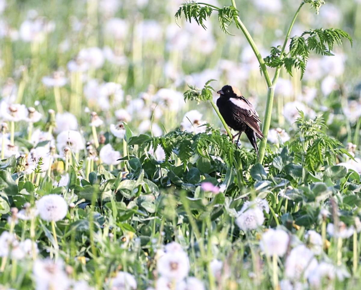 bobolink americký - ML619863348