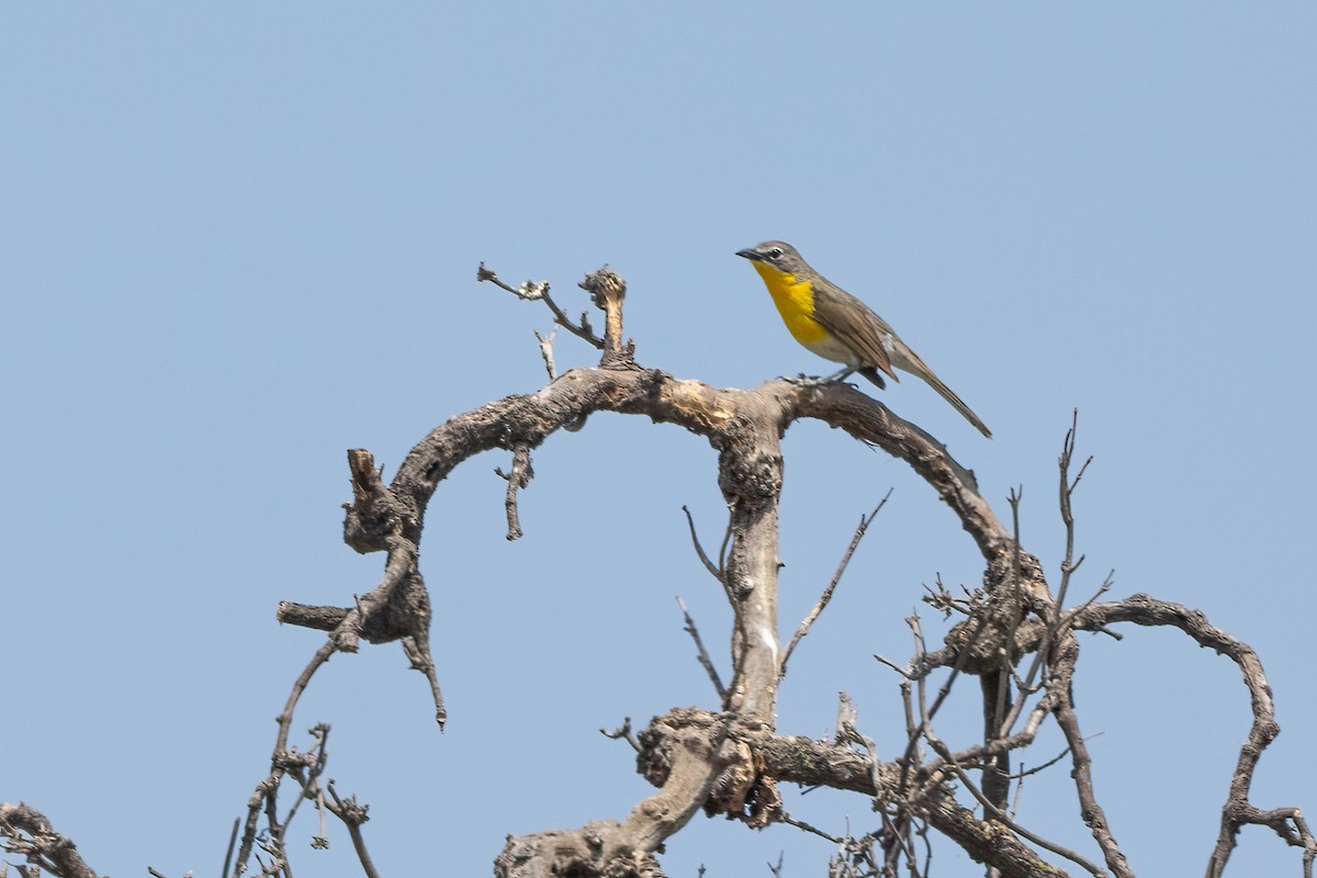 Yellow-breasted Chat - ML619863349