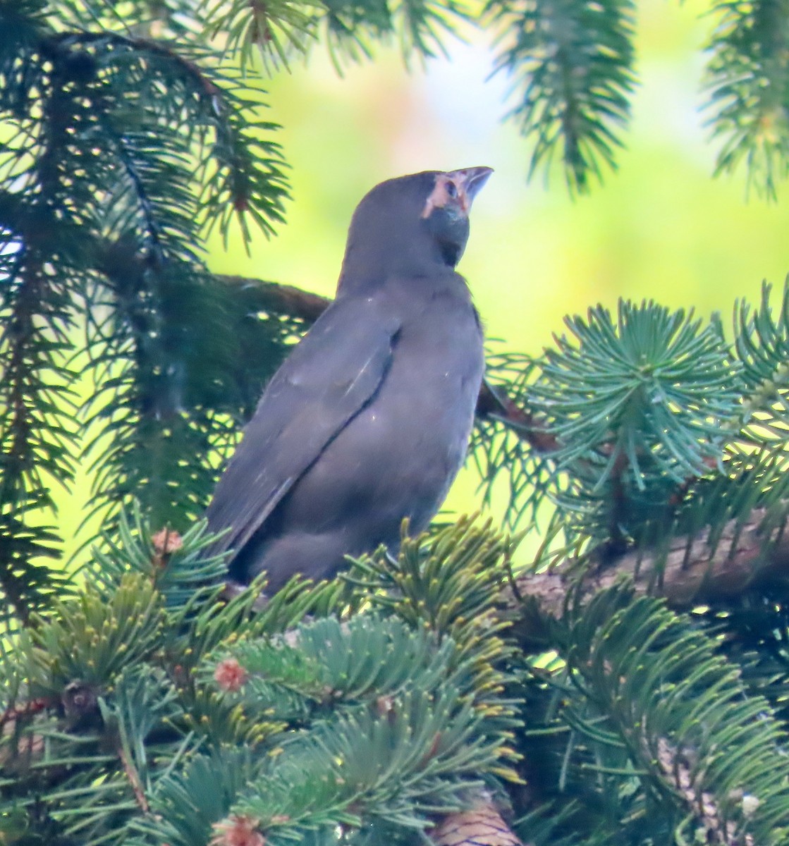 Common Grackle - Randy Shonkwiler