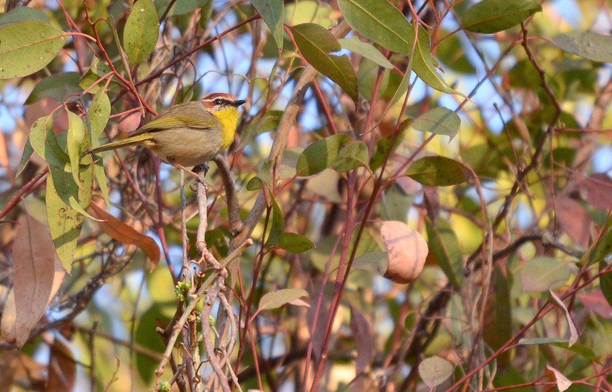 Rufous-capped Warbler - ML619863353