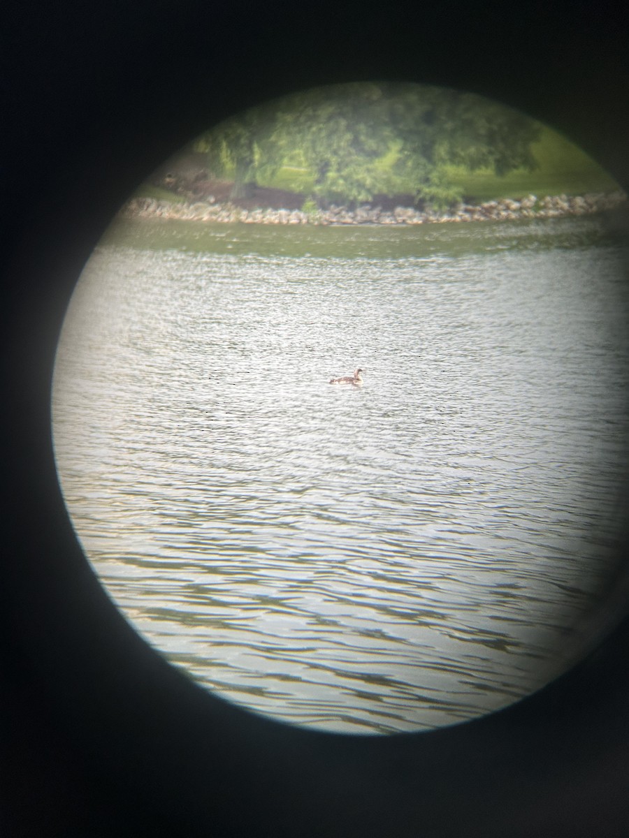 Common Loon - ML619863362