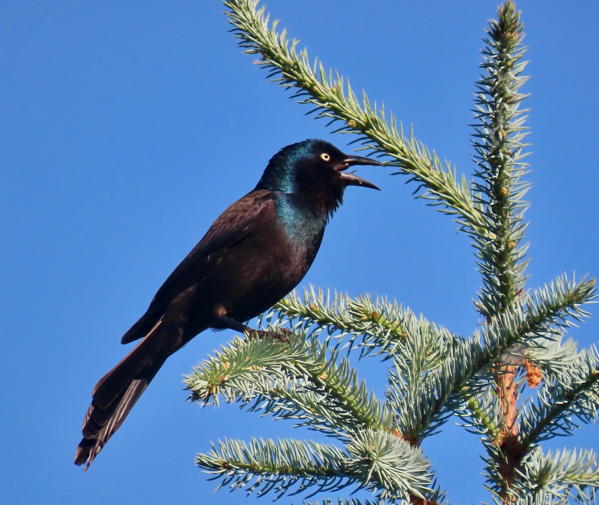 Common Grackle - ML619863370