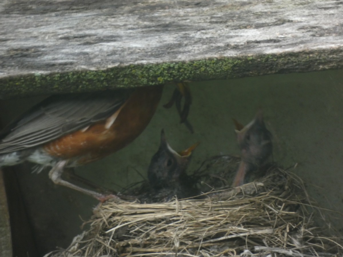 American Robin - ML619863382