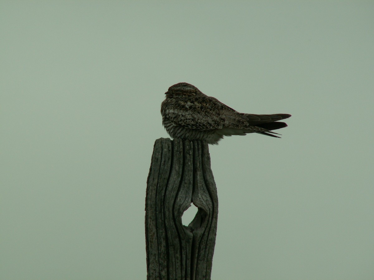 Common Nighthawk - ML619863384