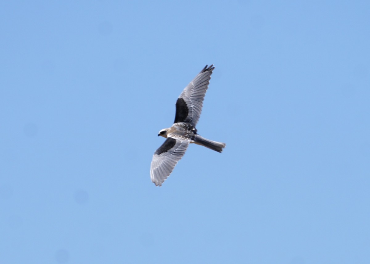 White-tailed Kite - ML619863386
