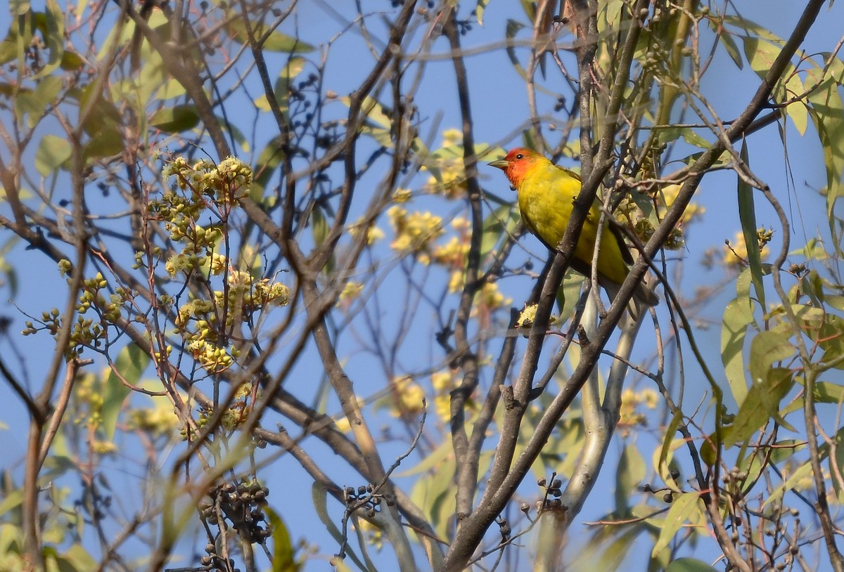 Western Tanager - ML619863395
