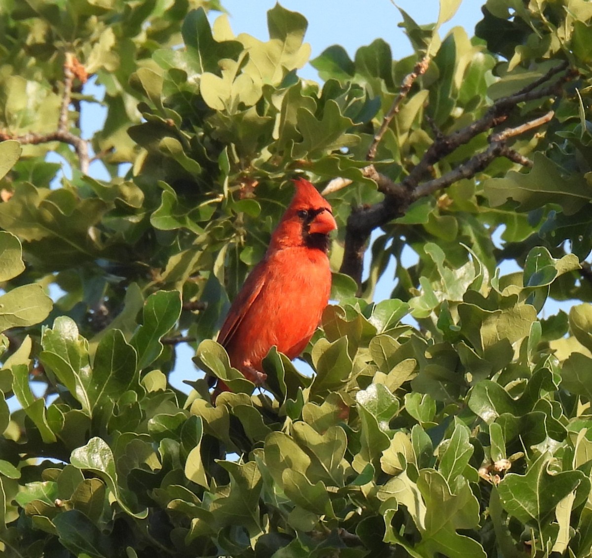 Northern Cardinal - ML619863410