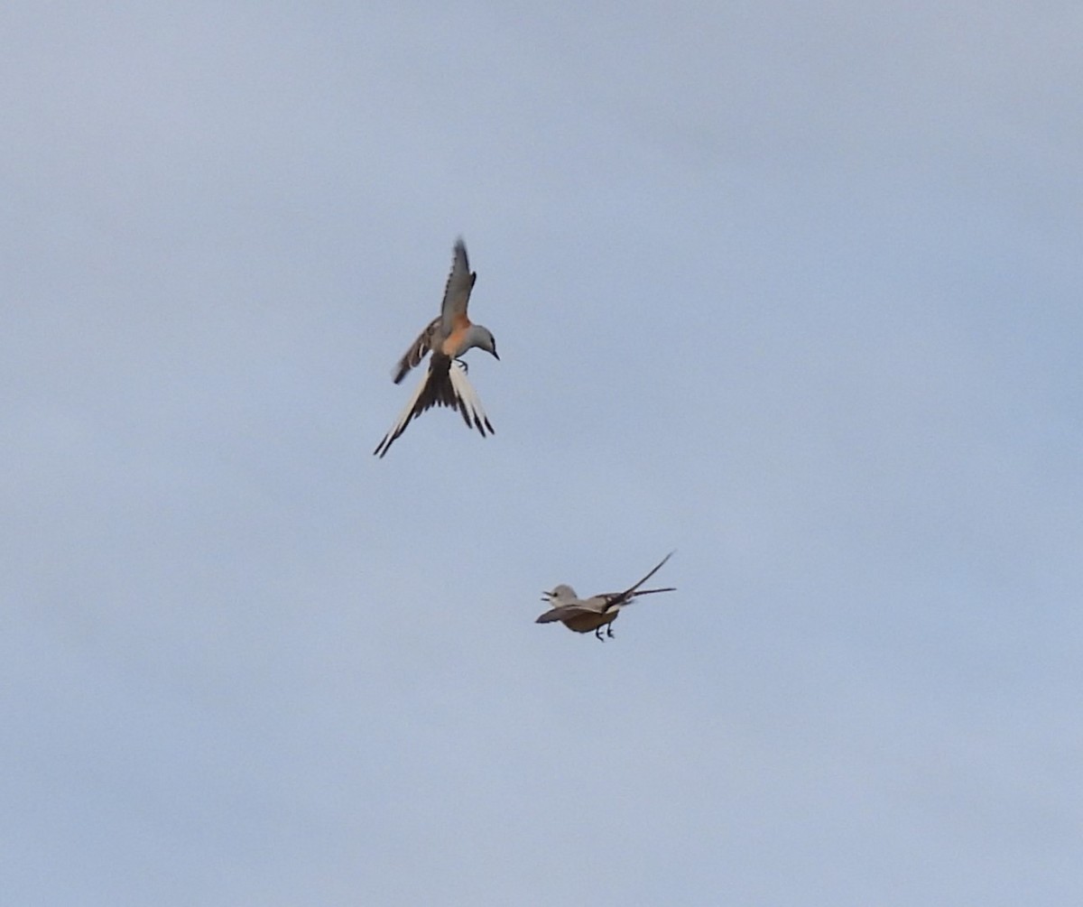 Scissor-tailed Flycatcher - ML619863413