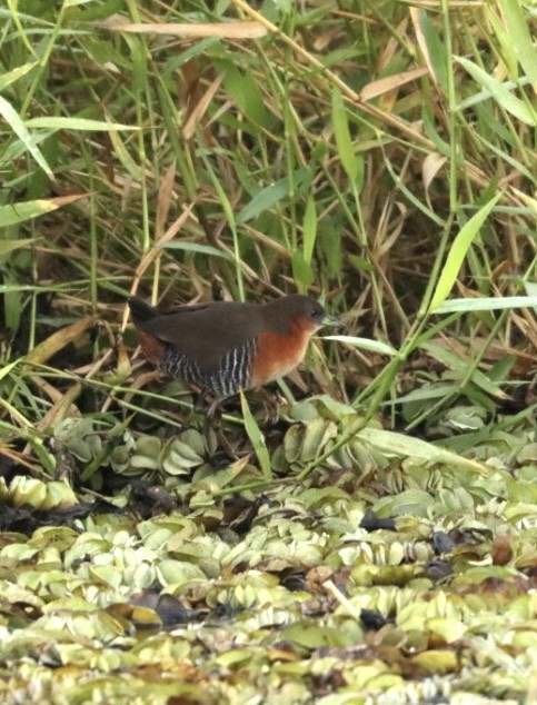 Rufous-sided Crake - ML619863423