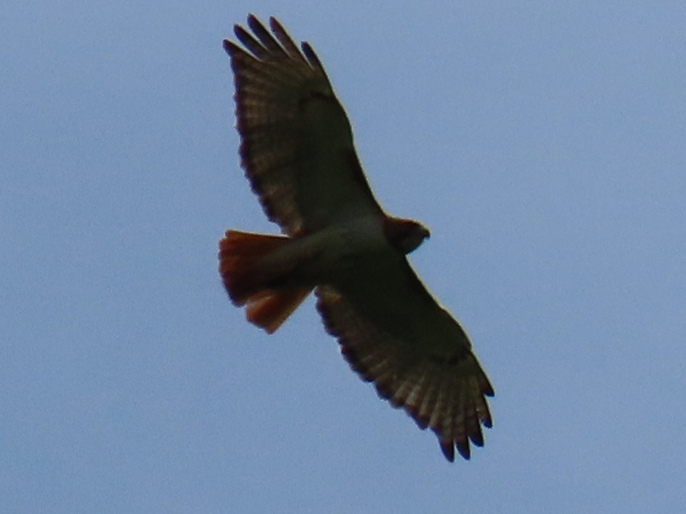 Red-tailed Hawk - ML619863429
