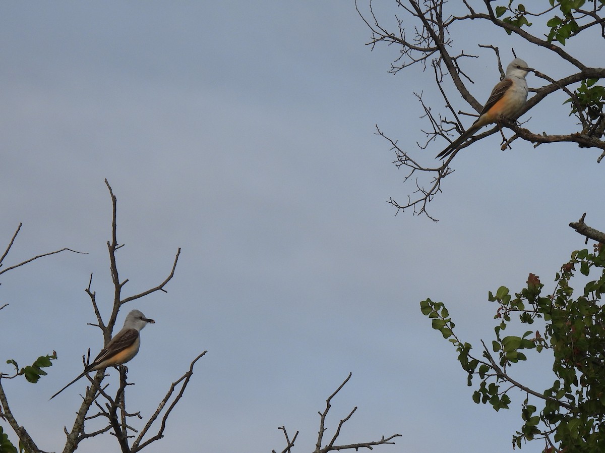 Scissor-tailed Flycatcher - ML619863430