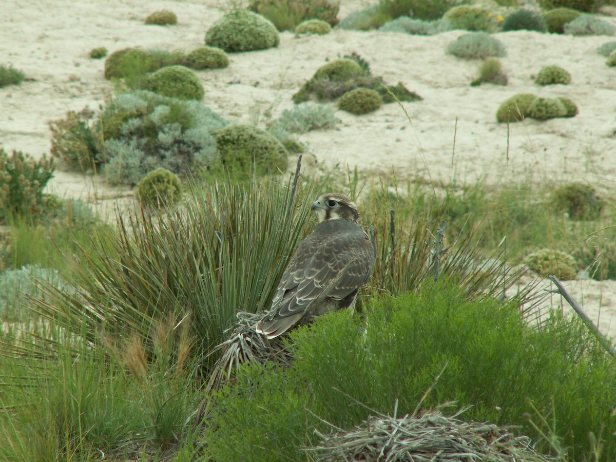 Prairie Falcon - ML619863432