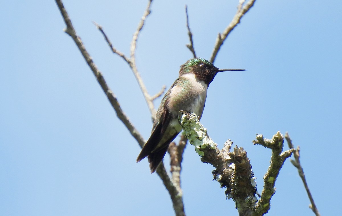 Ruby-throated Hummingbird - ML619863433