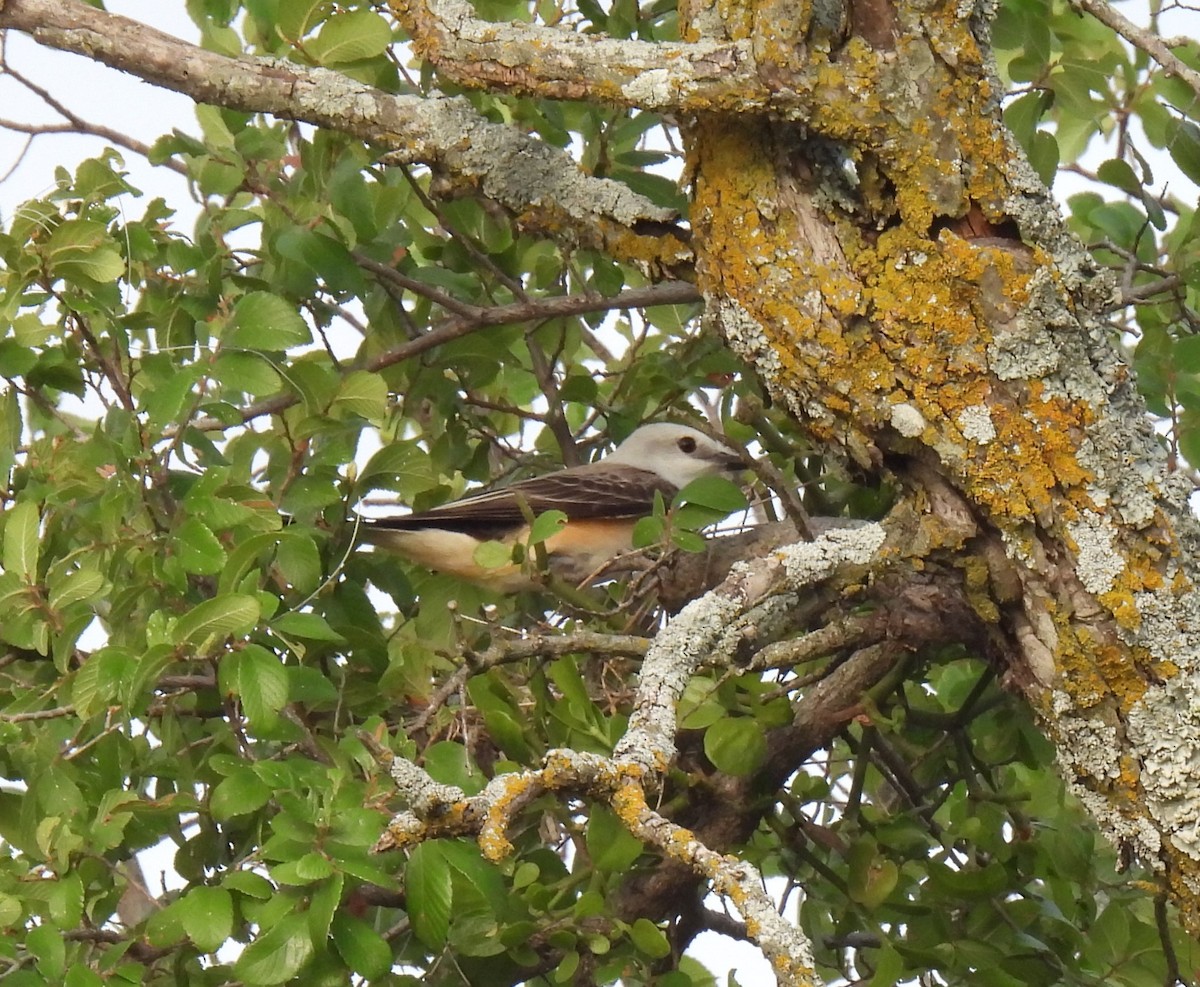 Scissor-tailed Flycatcher - ML619863434