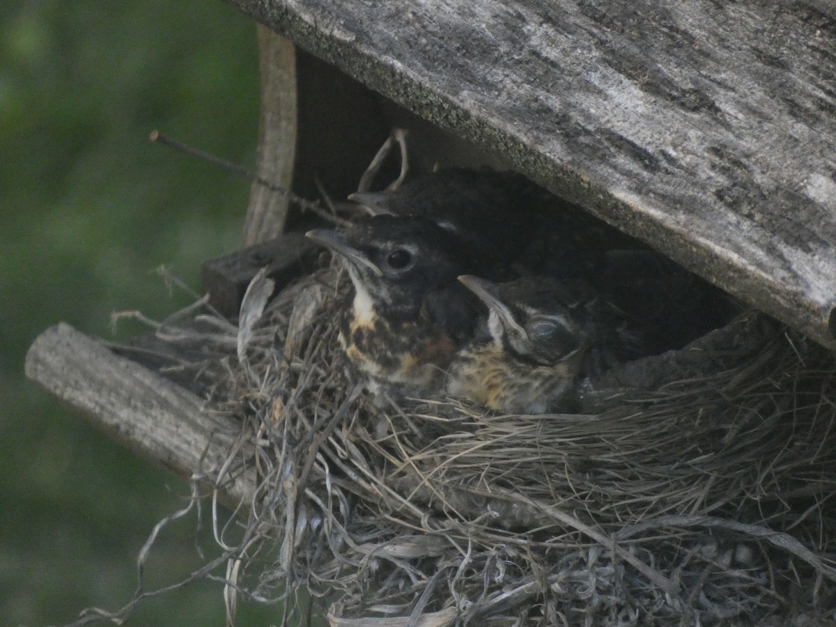 American Robin - ML619863437