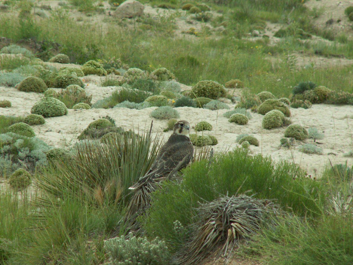 Prairie Falcon - ML619863439