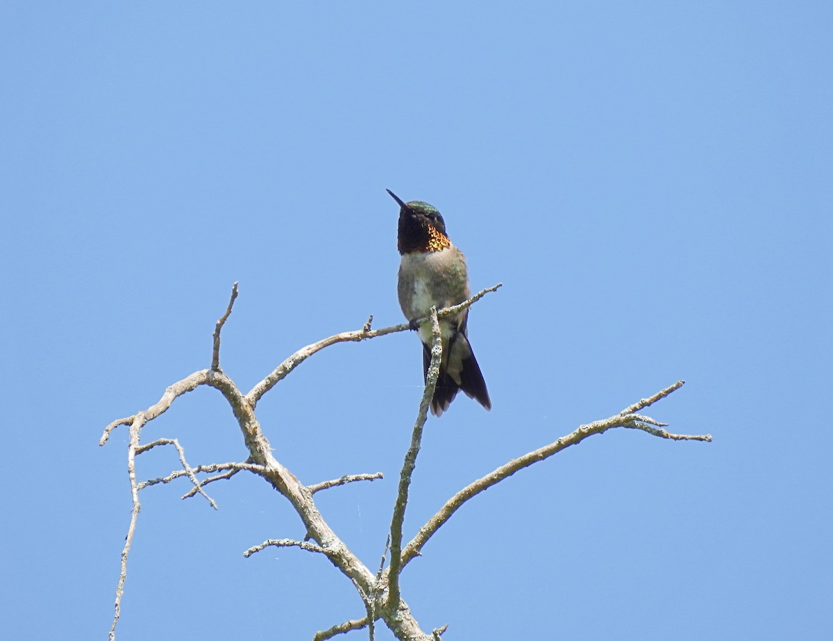 Ruby-throated Hummingbird - ML619863441
