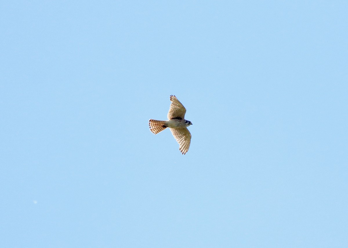 American Kestrel - ML619863451