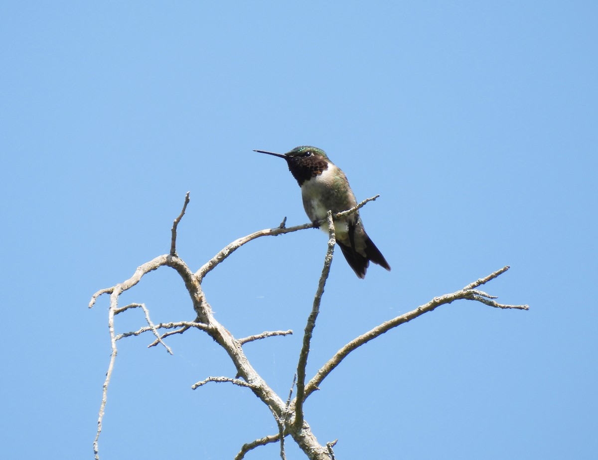 Ruby-throated Hummingbird - ML619863454