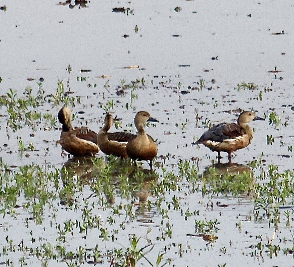 Lesser Whistling-Duck - ML619863455