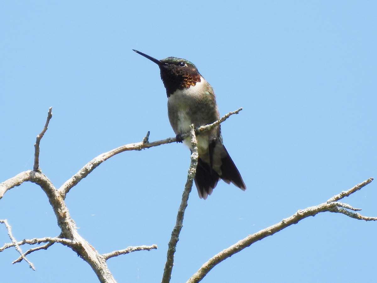 Ruby-throated Hummingbird - ML619863459