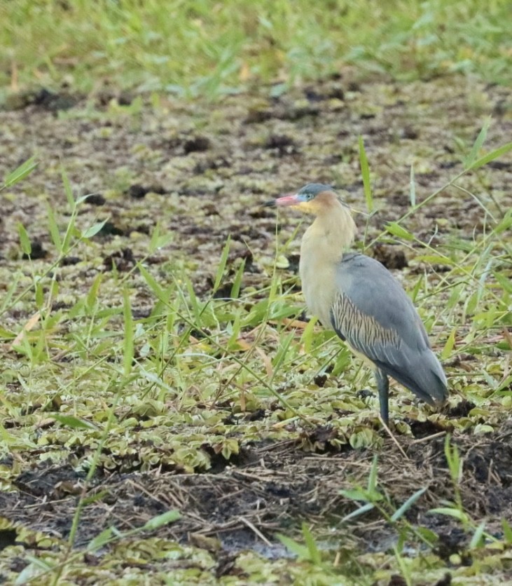 Whistling Heron - ML619863464