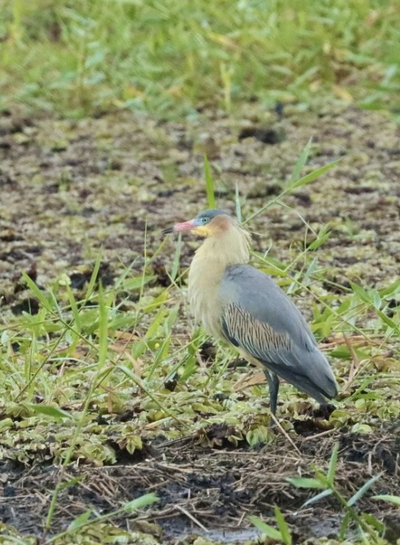 Whistling Heron - ML619863467