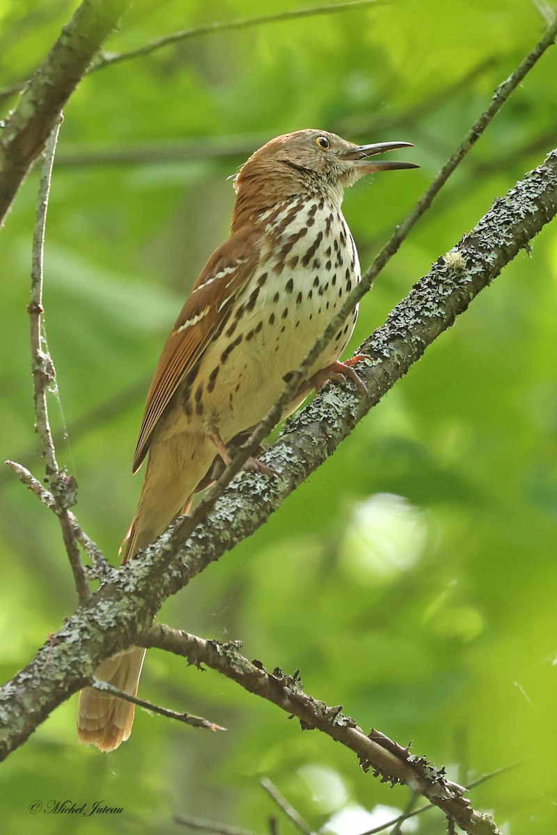 Brown Thrasher - ML619863469