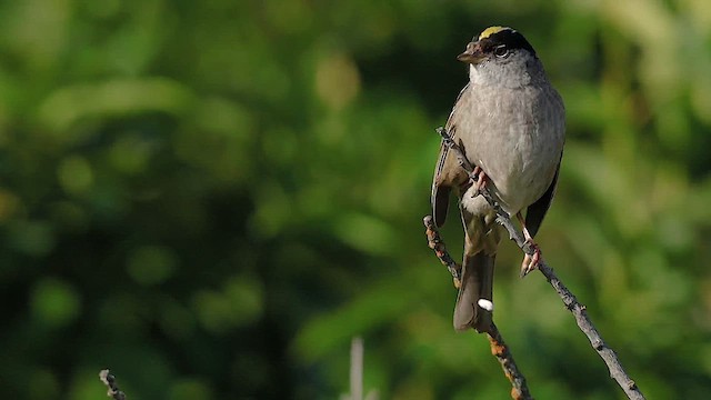 Bruant à couronne dorée - ML619863471