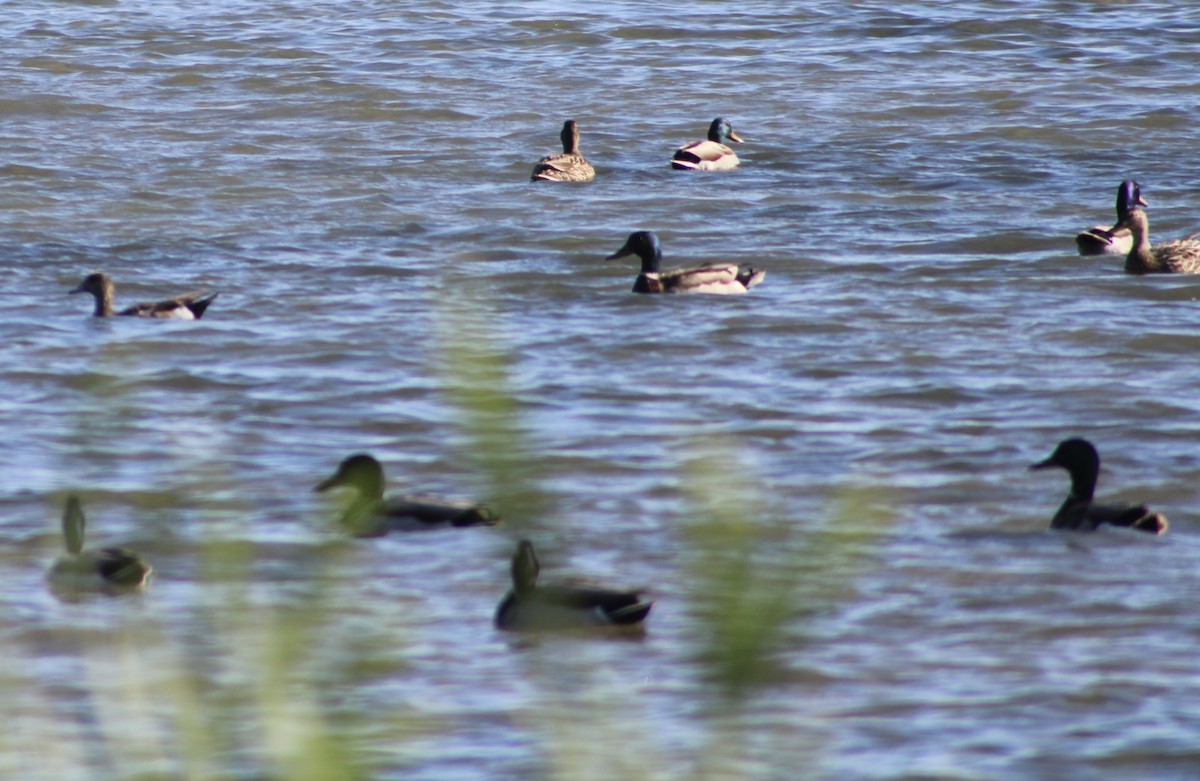 Canard colvert - ML619863473