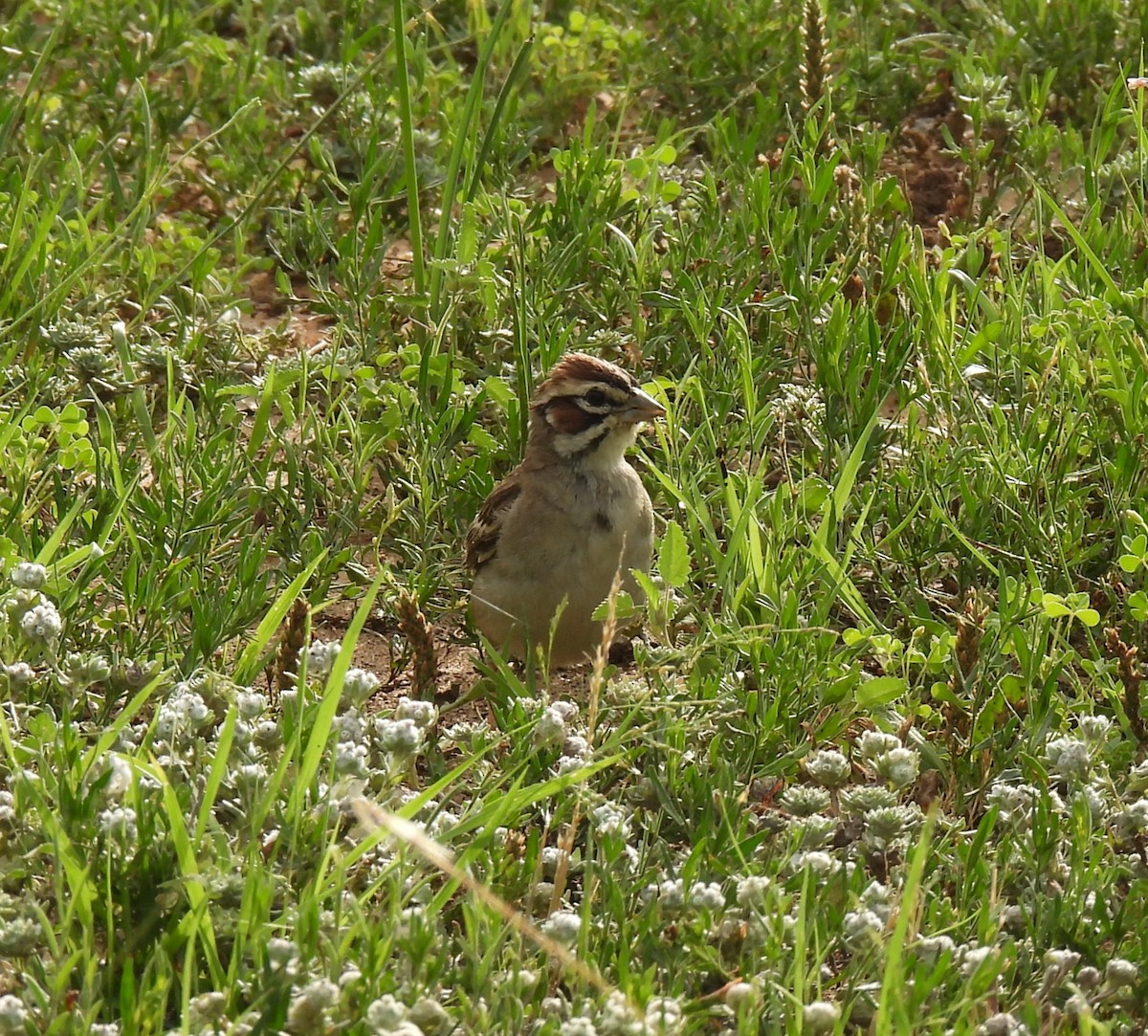 Lark Sparrow - ML619863475