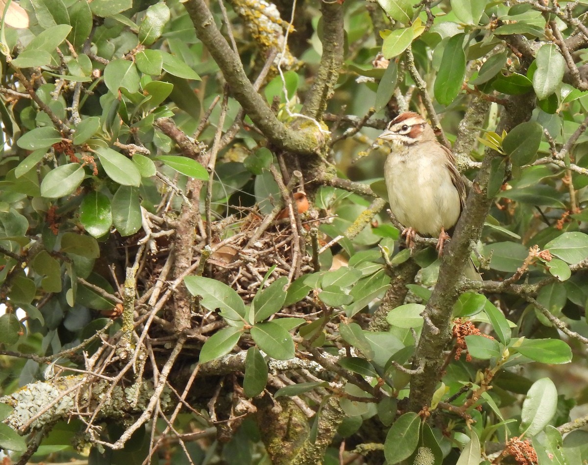 Lark Sparrow - ML619863478