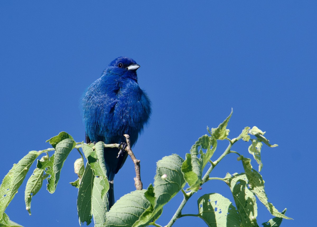 Indigo Bunting - ML619863488