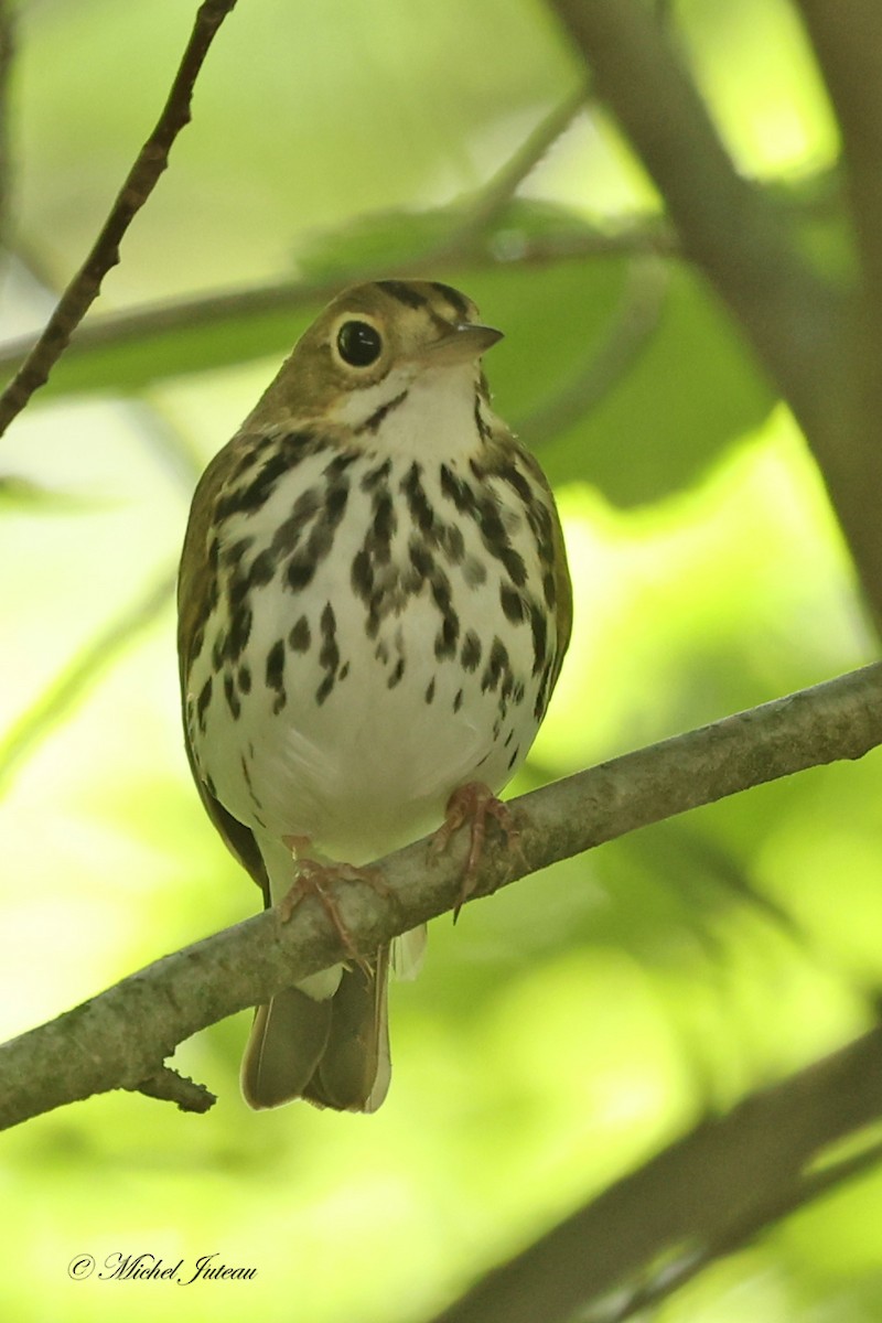 Ovenbird - ML619863490