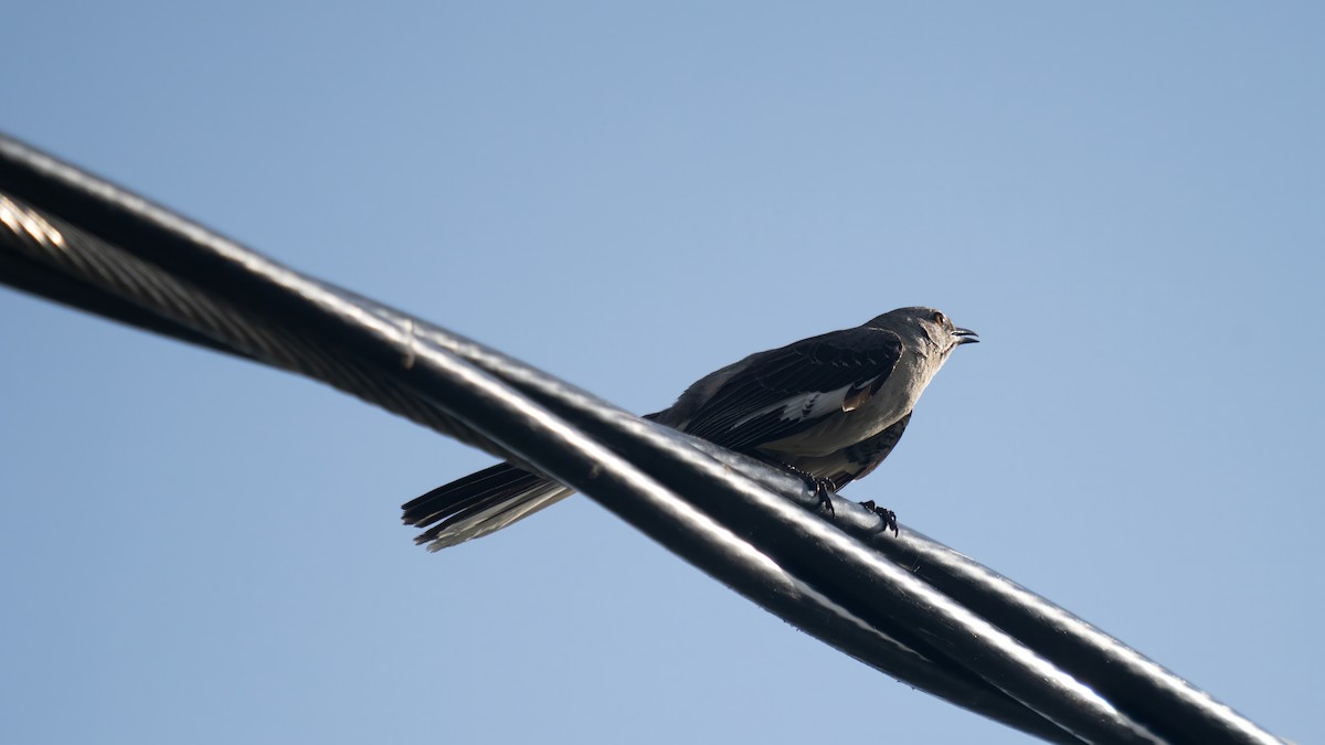 Northern Mockingbird - ML619863498