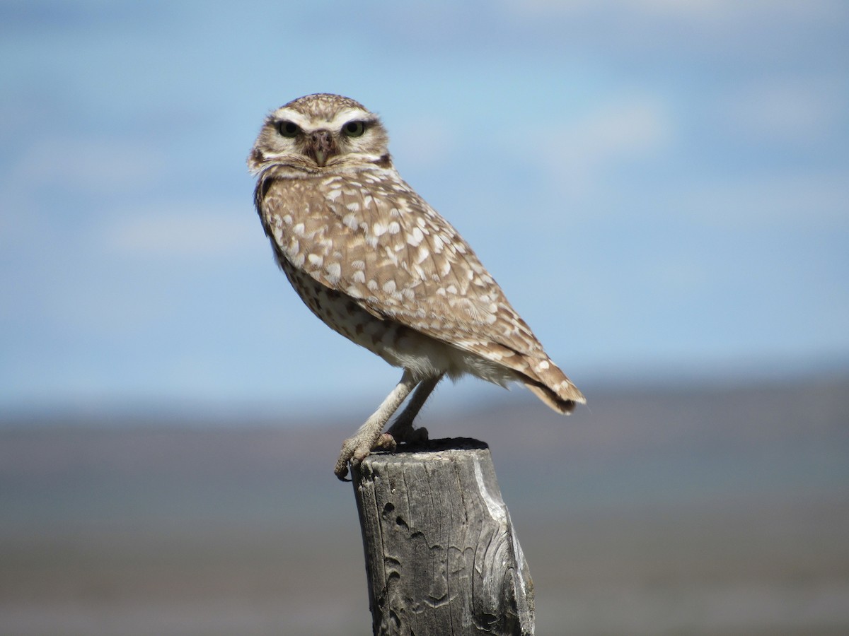 Burrowing Owl - ML619863509