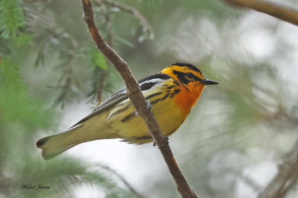 Blackburnian Warbler - ML619863514