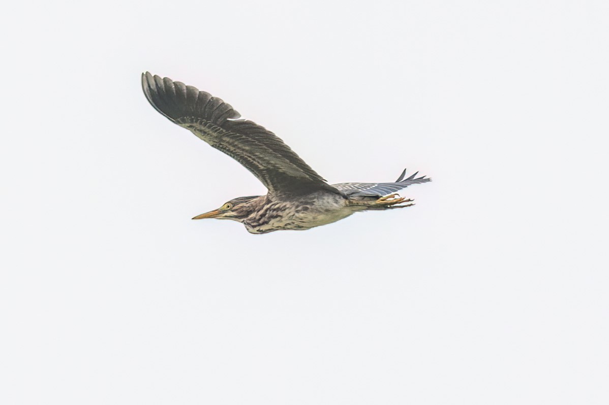 Green Heron - ML619863532