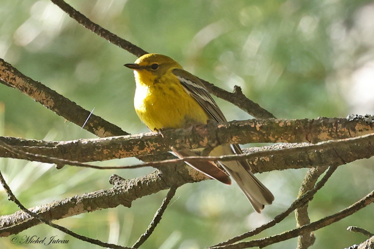 Pine Warbler - ML619863545