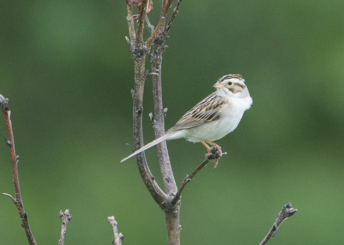 Clay-colored Sparrow - ML619863548
