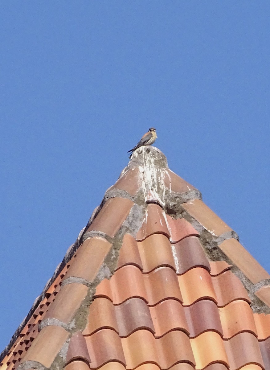 American Kestrel - ML619863553